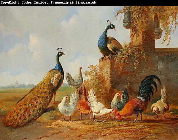 unknow artist Albertus Verhoesen: Peacocks and chickens